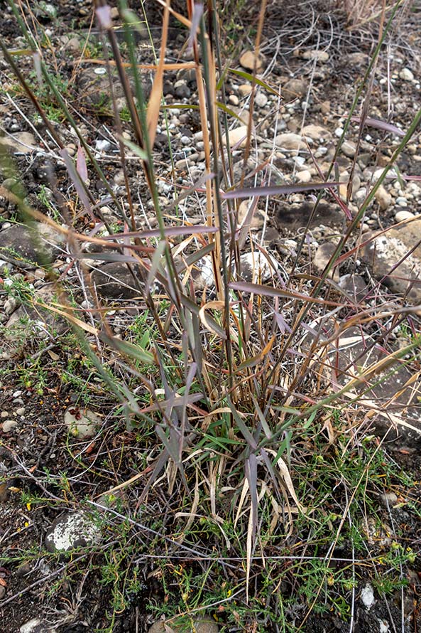 Poaceae in greto